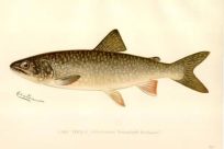 The Lake Trout - Reproduction