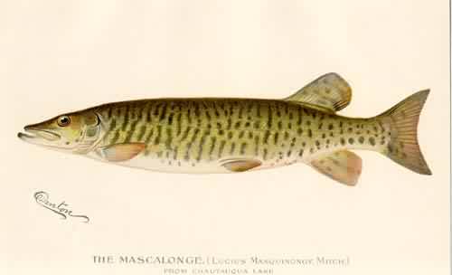 The Mascalonge The Mascalonge