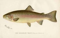 The Rainbow Trout Reproduction