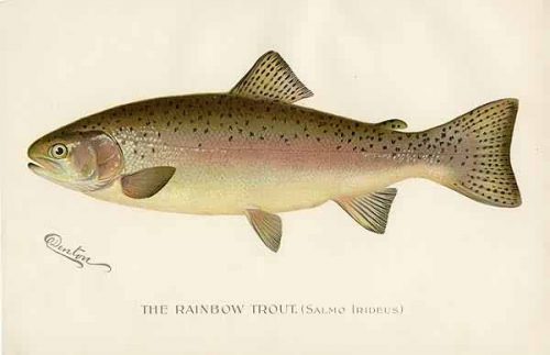 The Rainbow Trout (Salmo Irideus)