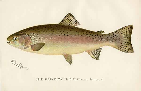 The Rainbow Trout (Salmo Irideus)