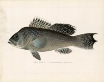 Sea Bass (Centropristes Striatus)