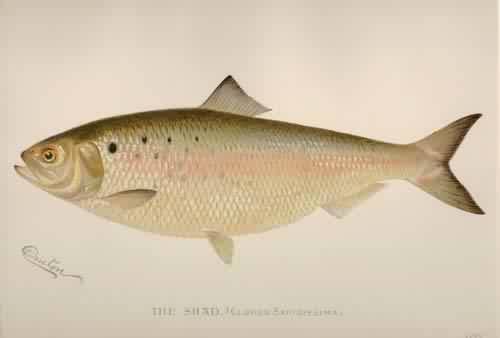 The Shad (Clupea Sapidissima) The Shad (Clupea Sapidissima)
