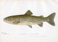 The Steelhead Trout  - Reproduction