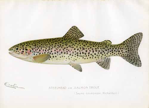 The Steelhead or Salmon Trout The Steelhead or Salmon Trout