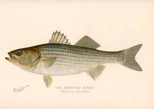 The Striped Bass