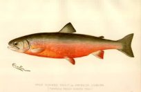Male Sunapee Trout or American Saibling