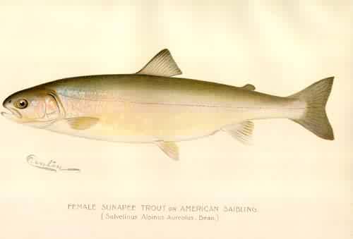 Female Sunapee Trout or American Saibling Female Sunapee Trout or American Saibling