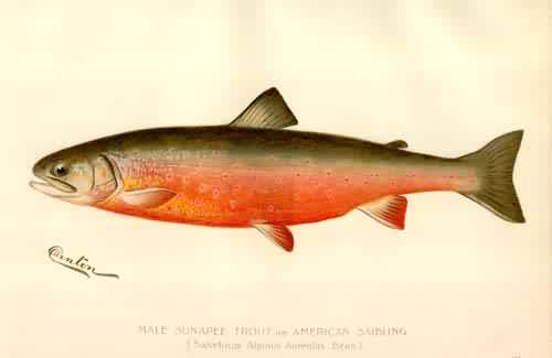 Male Sunapee Trout or American Saibling Male Sunapee Trout or American Saibling