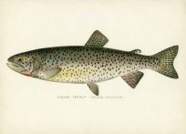 The Tahoe Trout - Reproduction