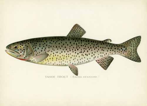 The Tahoe Trout The Tahoe Trout