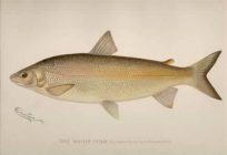 The White Fish (Coregonus Clupeiformis)