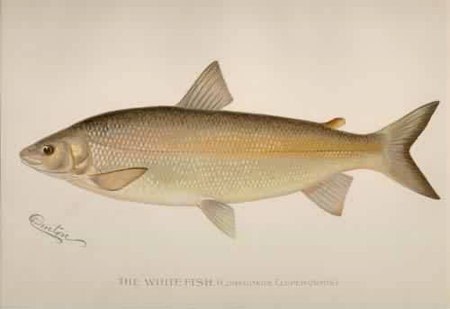 The White Fish (Coregonus Clupeiformis) The White Fish (Coregonus Clupeiformis)