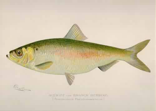 Alewife or Branch Herring (Ponolobus Pseudoharengus)