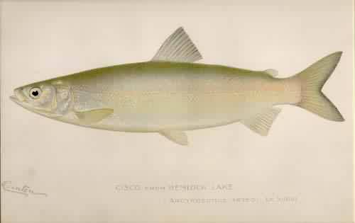 Cisco from Hemlock Lake Cisco from Hemlock Lake