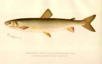 Adirondack Frost Fish or Round White Fish