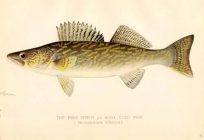The Pike Perch or Wall-Eyed Pike