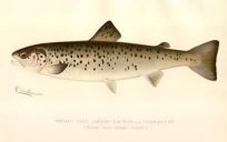 Female Land Locked Salmon or Quananiche