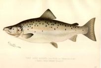 Male Land Locked Salmon or Quananiche
