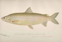Common Whitefish Female from Hemlock Lake (Coregonus Clupeiformis