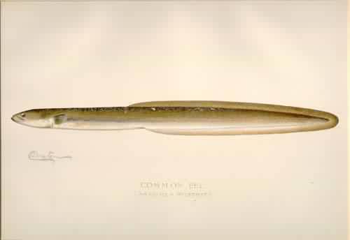 Common EEL(Anguilla Rostrata) Common EEL(Anguilla Rostrata)