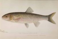 Fall Fish or Silver Chub (Semotilus Bullaris