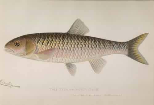 Fall Fish or Silver Chub (Semotilus Bullaris