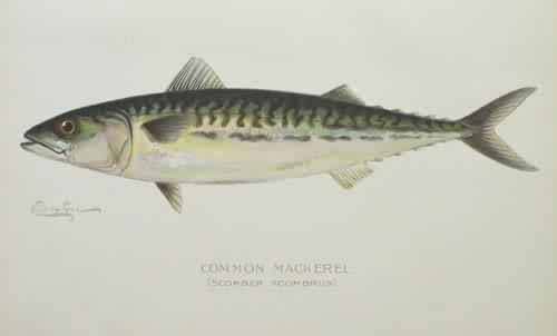 Common Mackerel (Scomber Scombrus)