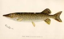 The Pike (lucius lucius)
