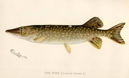 The Pike (lucius lucius)