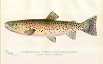 Red Throat Black Spotted or Rocky Mountain Trout
