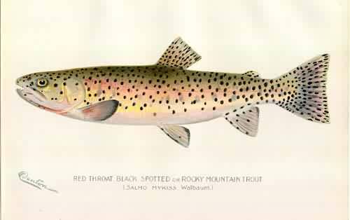 Red Throat Black Spotted or Rocky Mountain Trout Red Throat Black Spotted or Rocky Mountain Trout
