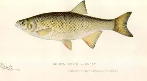Golden Shiner or Bream