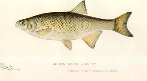 Golden Shiner or Bream Golden Shiner or Bream