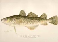 Tomcod or Frost-fish (Gadus Tomcod)