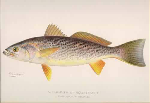 Weak-fish or Squeteague (Cynoscion regale) Weak-fish or Squeteague (Cynoscion regale)