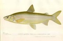Common Whitefish Male from Canadaigua Lake