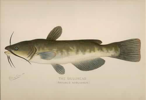 The Bullhead (Amiurus Nebulosus) The Bullhead (Amiurus Nebulosus)
