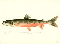 The Canadian Red Trout - Young
