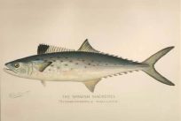 The Spanish Mackerel (Scomberomorus Maculatus)