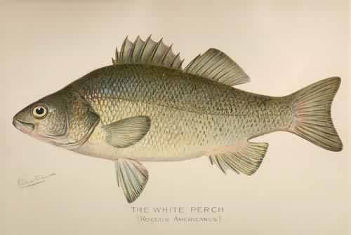 The White Perch (Roccus Americanus) The White Perch (Roccus Americanus)