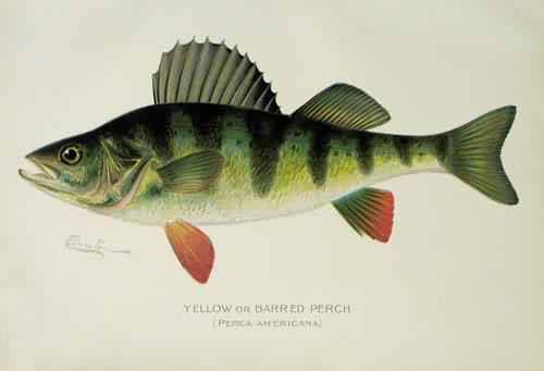 Yellow or Barred Perch (Perca Americana)