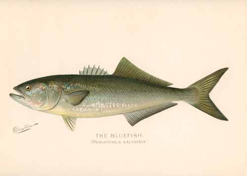 The BlueFish