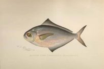 Butter Fish (Poronotus Triacanthus)