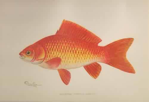 GoldFish (Carassius Auratus) GoldFish (Carassius Auratus)