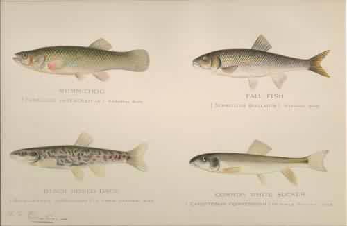 Mummichoo (Fundulus Heteroclitus) Mummichoo (Fundulus Heteroclitus)