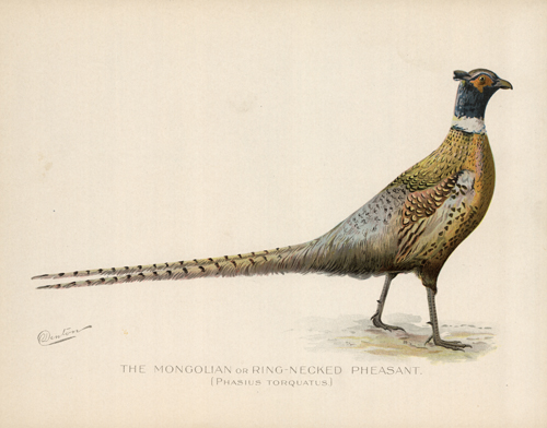 The Mongolian or Ring-Necked Pheasant (Phasius Torquatus)