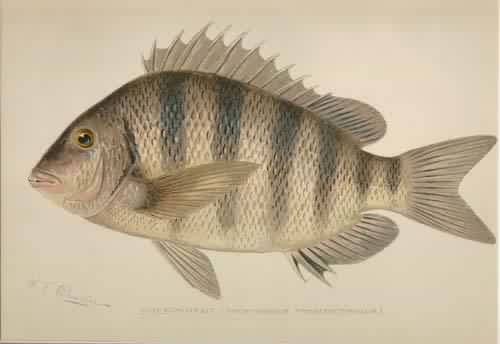 Sheepshead (Archosargus Probatocephalus) Sheepshead (Archosargus Probatocephalus)