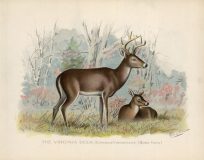 The Virginia Deer (Cariacus Virginianus) (Bodd Gray)