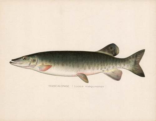 Mascalonge (Lucius Masquinongy) Mascalonge (Lucius Masquinongy)